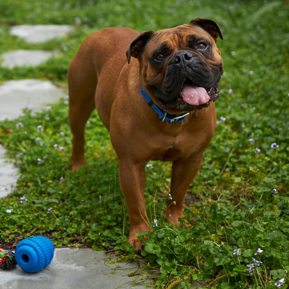 Dental Conch Dog Chew Toy