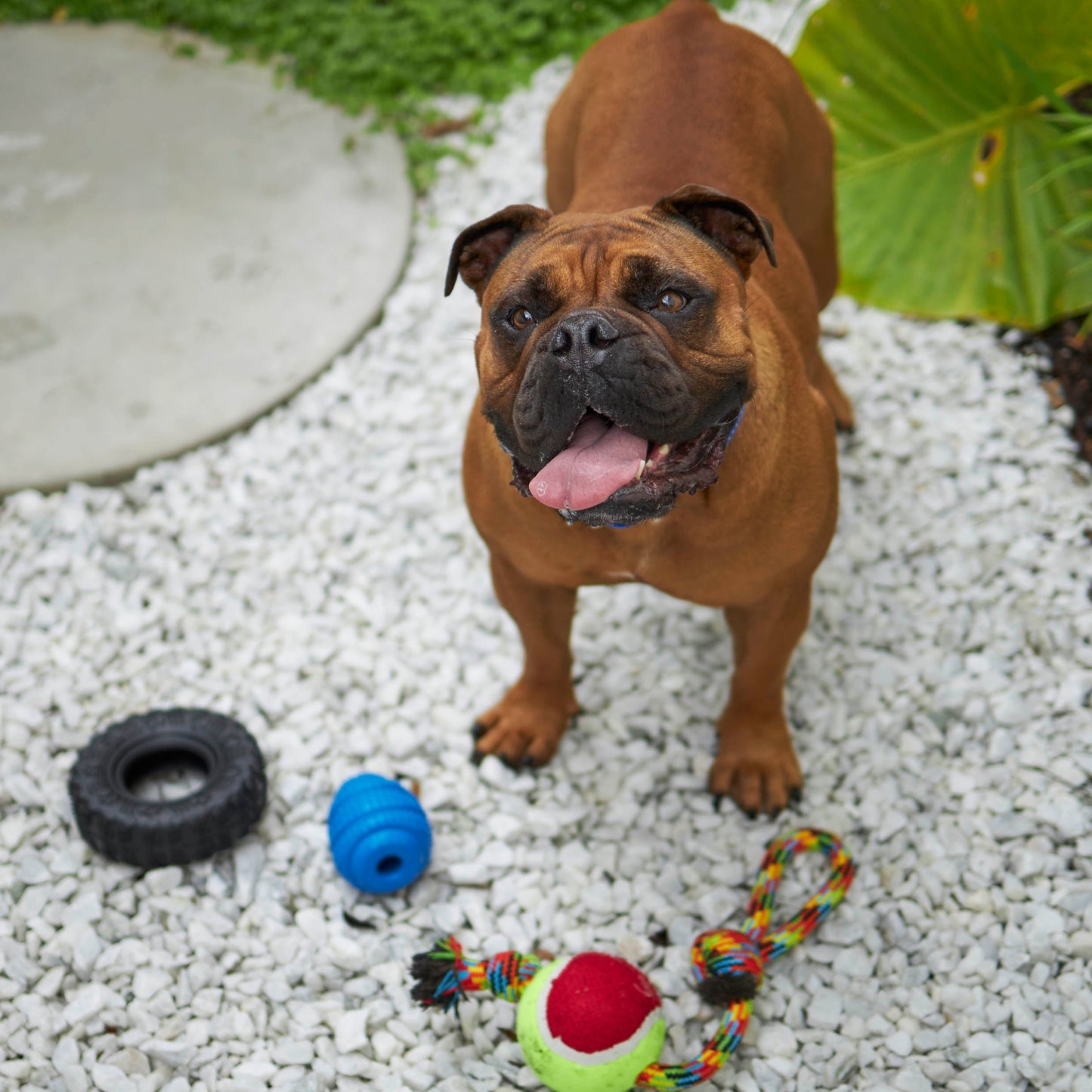 Dental Conch Dog Chew Toy