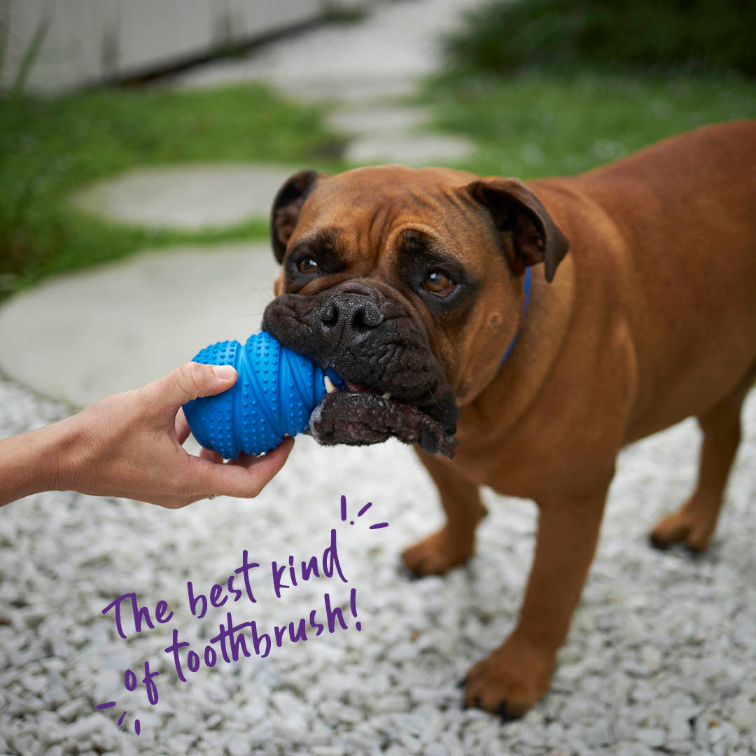Dental Conch Dog Chew Toy