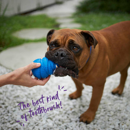 Dental Conch Dog Chew Toy