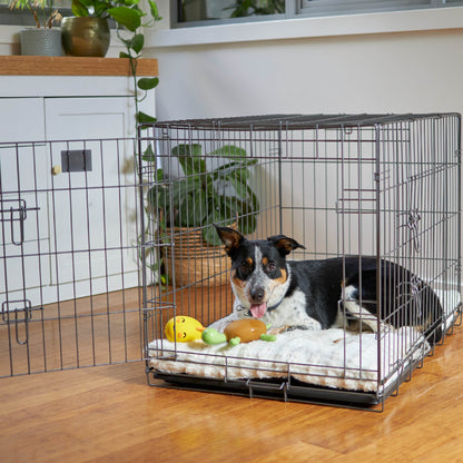 Chomp the Turtle - Medium Squeaky Dog Toy