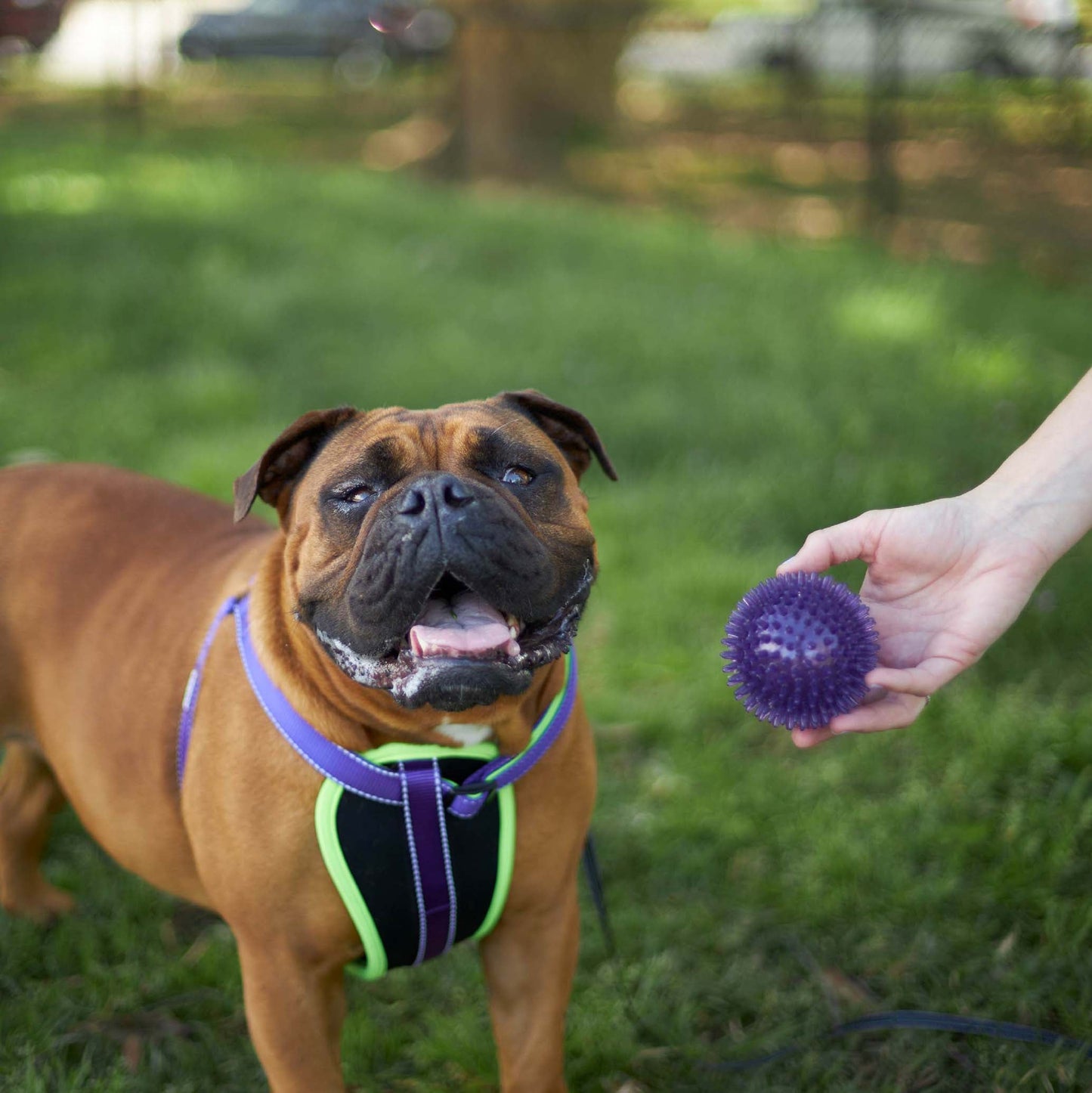 Tough Chewing Space Balls - Medium Dog Toy