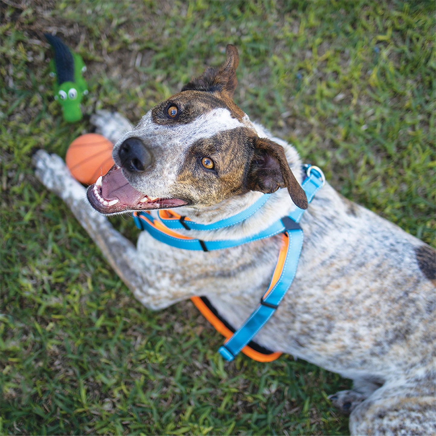 Bouncy Basketball Dog Toy