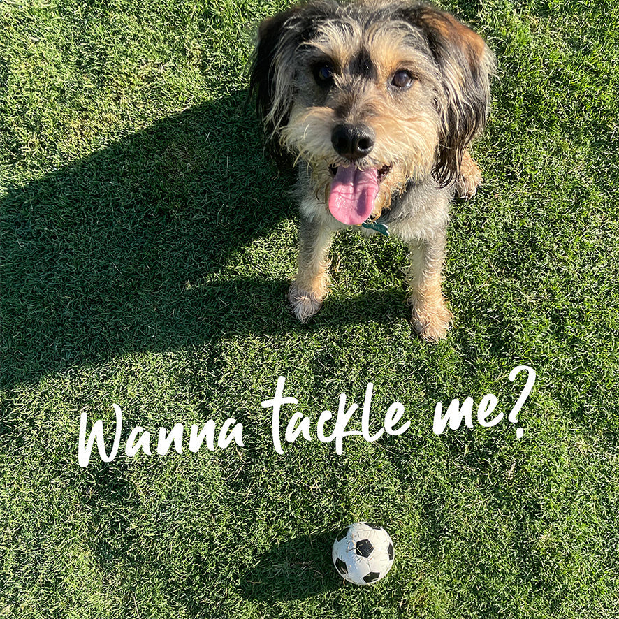 Bouncy Soccer Ball Dog Toy