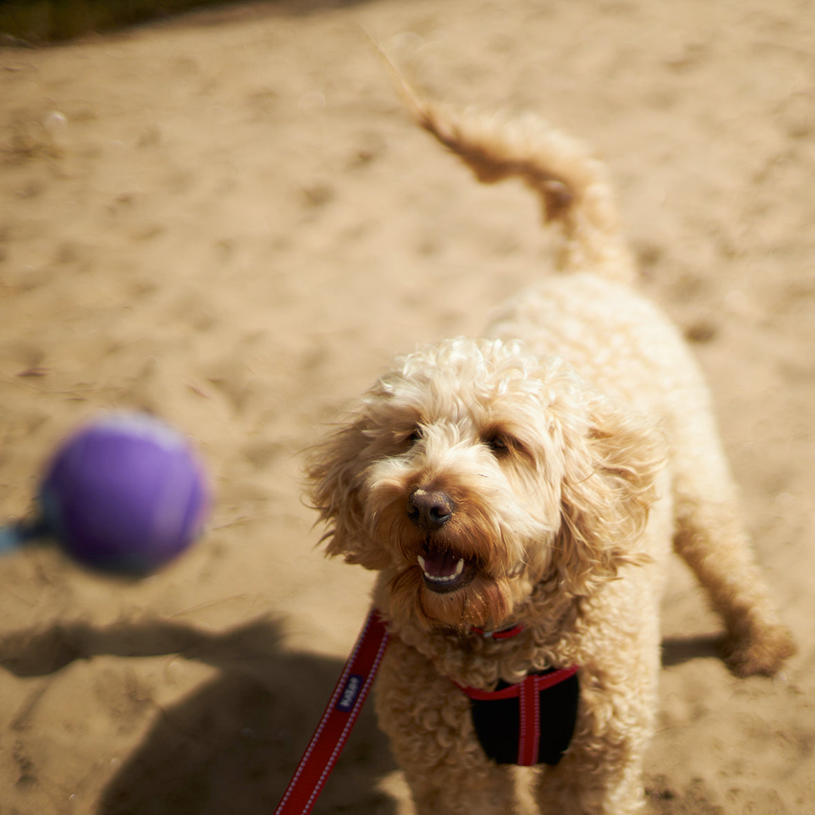 Eco-Friendly Ball Thrower Dog Toy