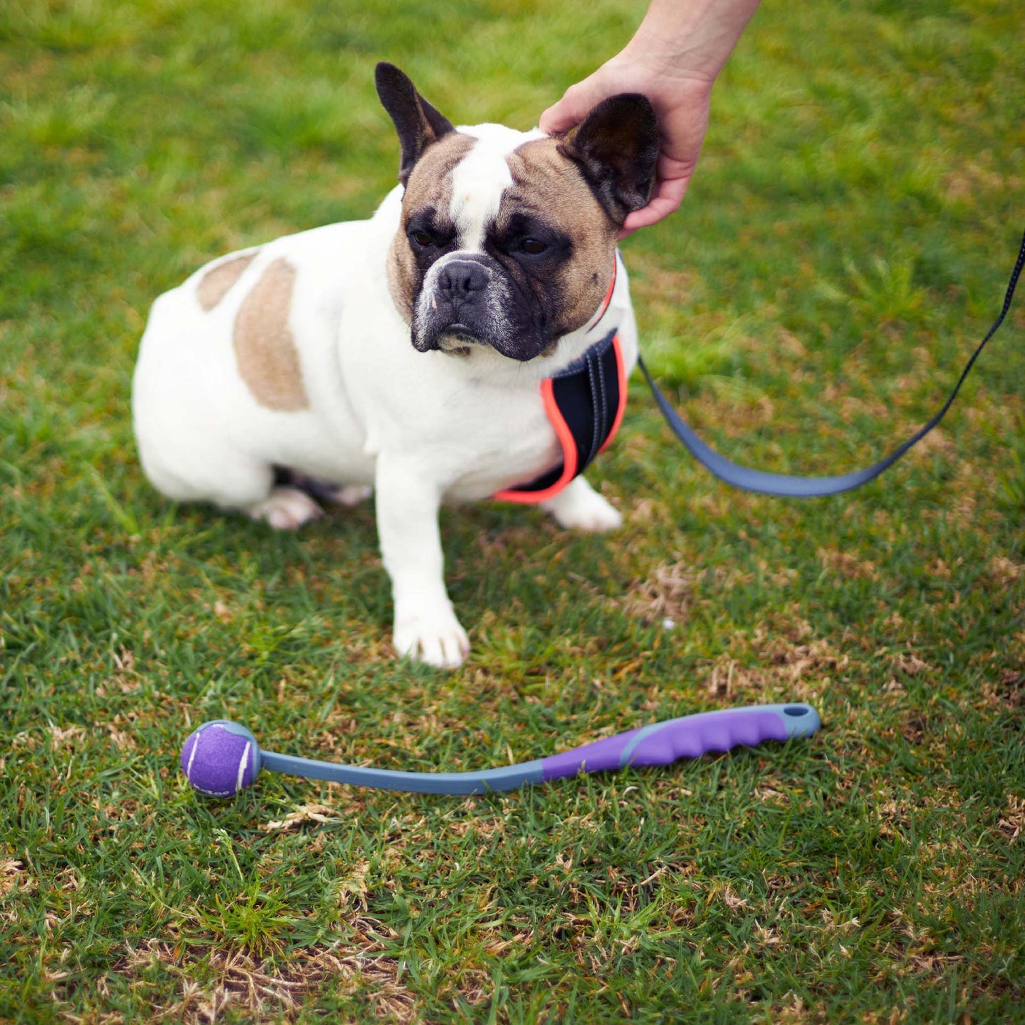 Eco-Friendly Ball Thrower Dog Toy