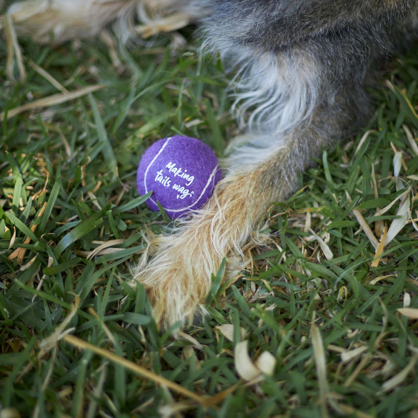 Eco-Friendly Ball Thrower Dog Toy