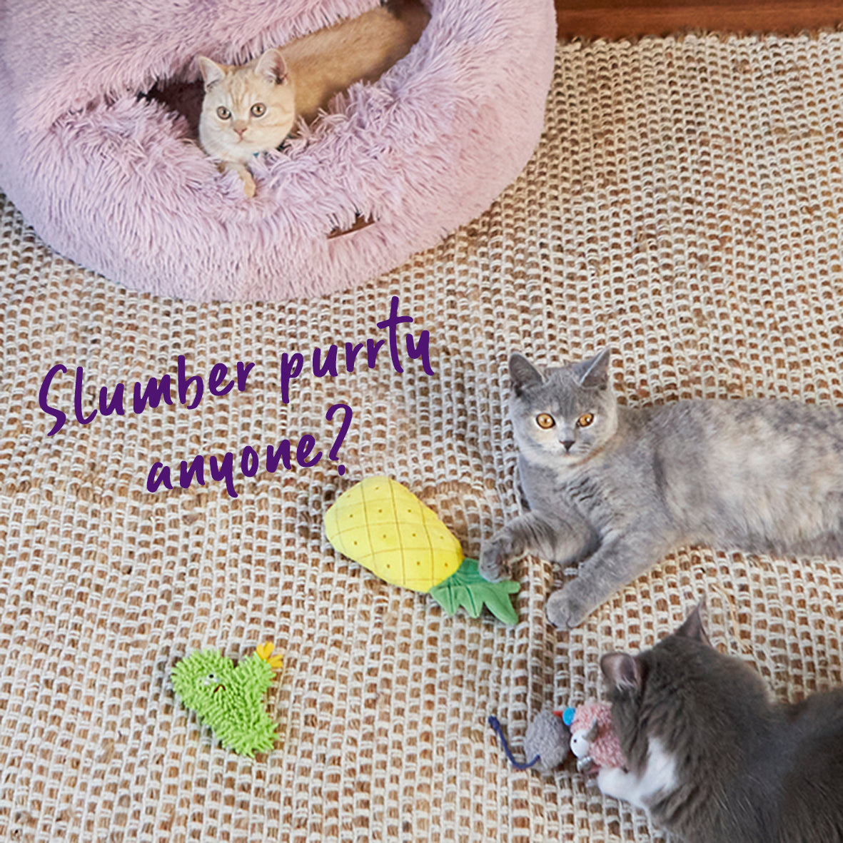 Crinkly Pineapple with catnip