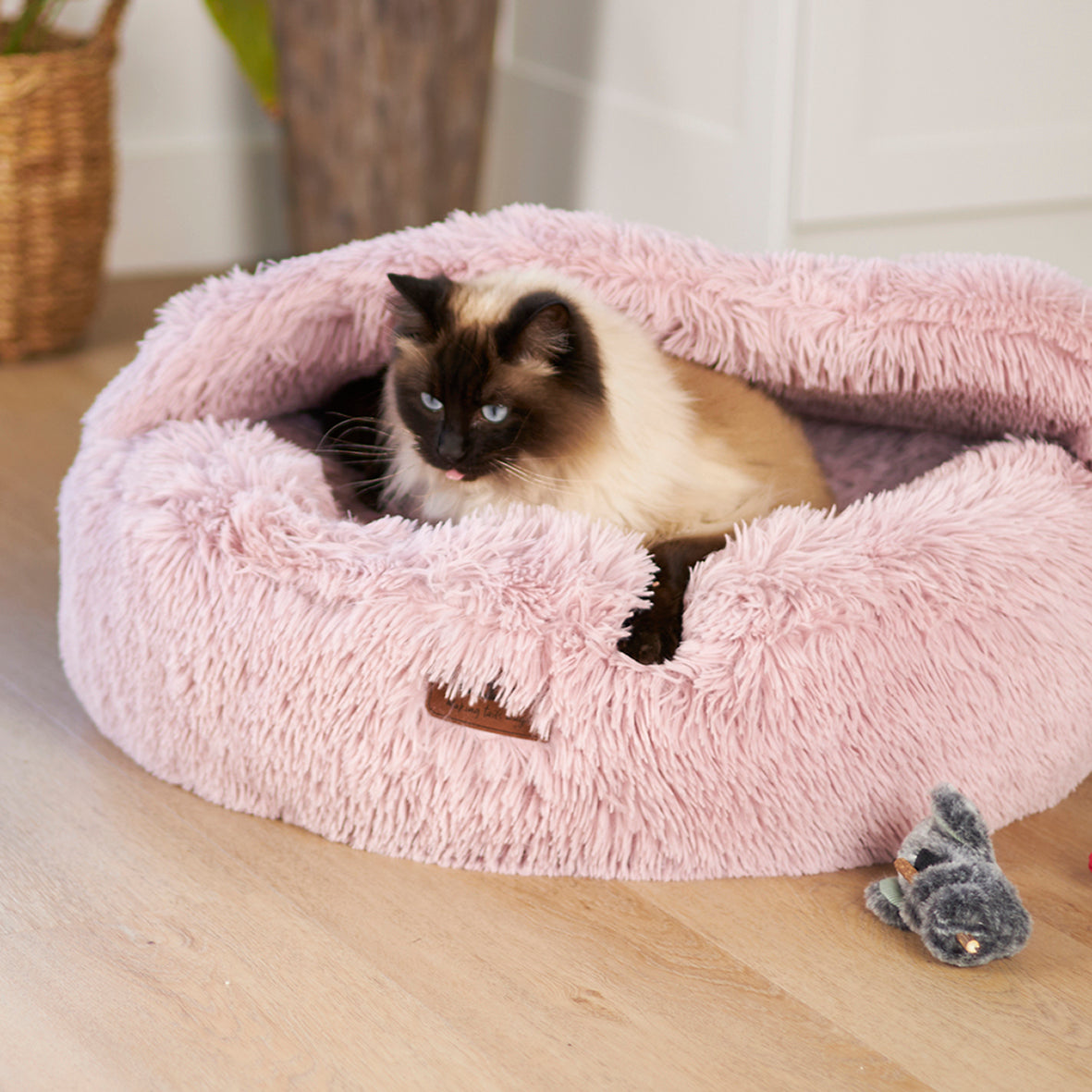 Koala Cuddles with silvervine