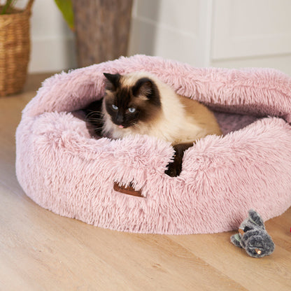 Koala Cuddles with silvervine