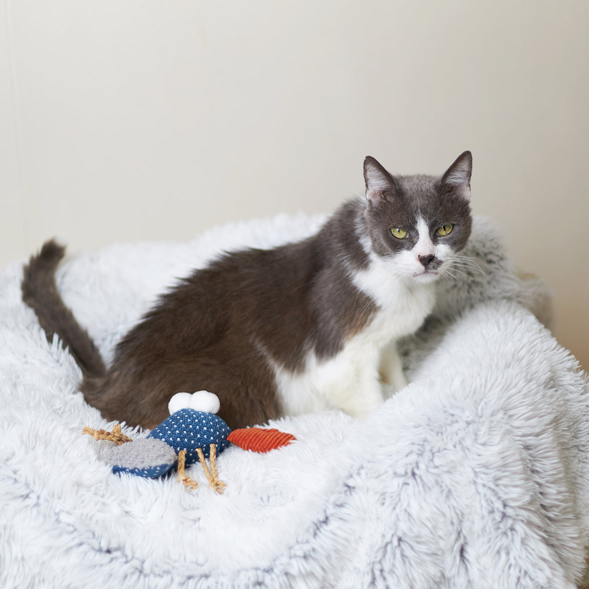 Snappy Lobster with catnip and straw