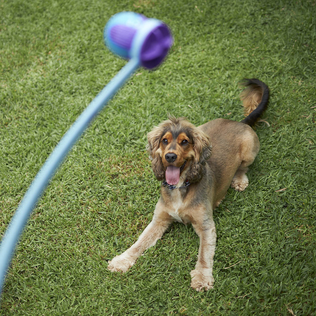 Adjustable Eco-Friendly Ball Thrower