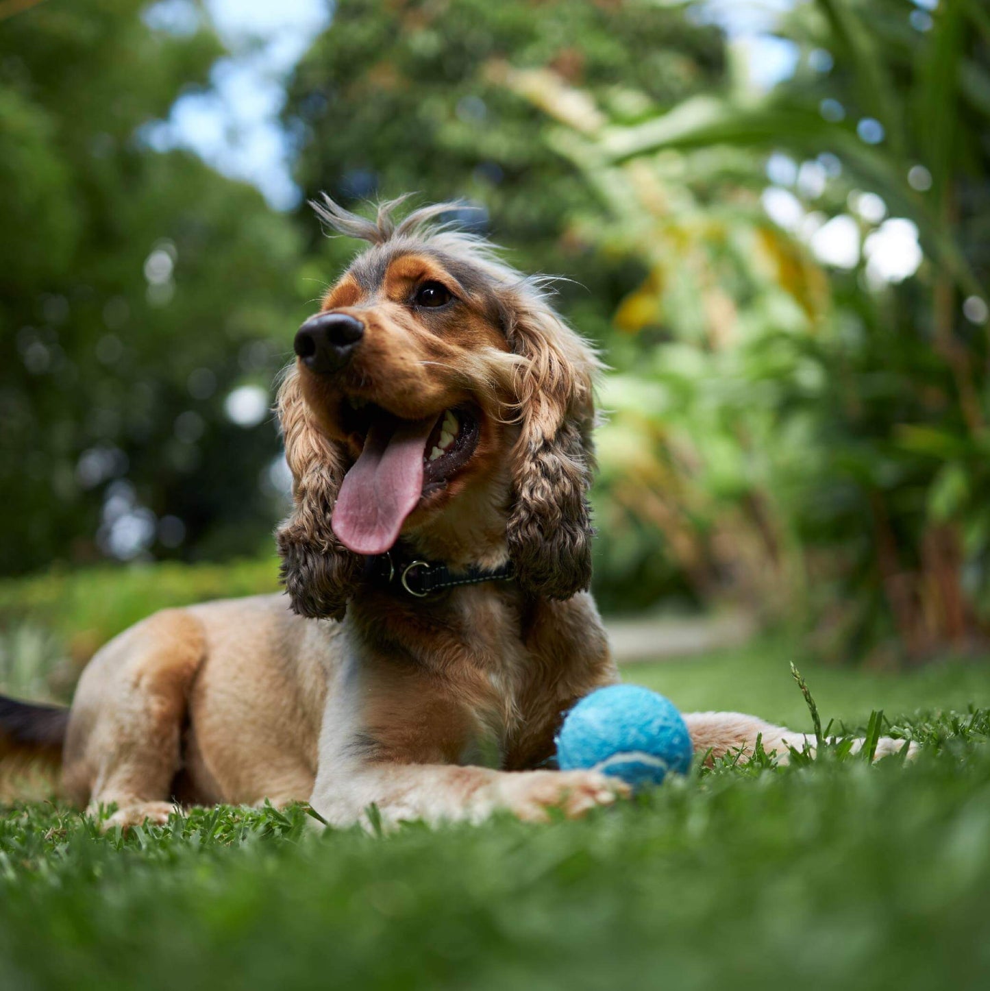 Adjustable Eco-Friendly Ball Thrower