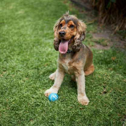Adjustable Eco-Friendly Ball Thrower