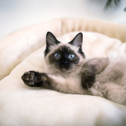 High Bed Cat Scratch Post - Cream Plush