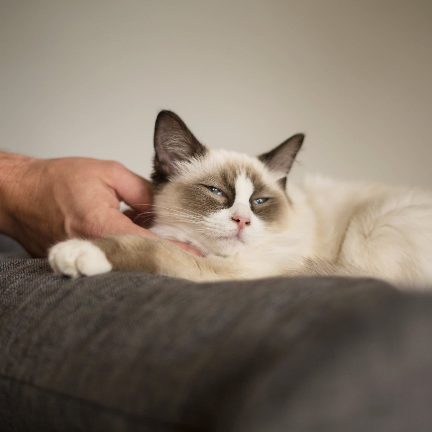 High Bed Sofa Cat Scratch Post - Grey