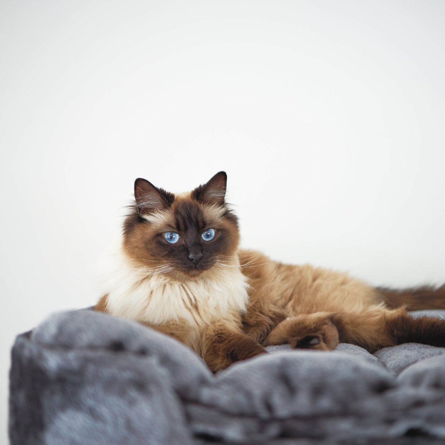 Kitty Climb Playground - Charcoal