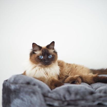 Kitty Climb Playground - Charcoal