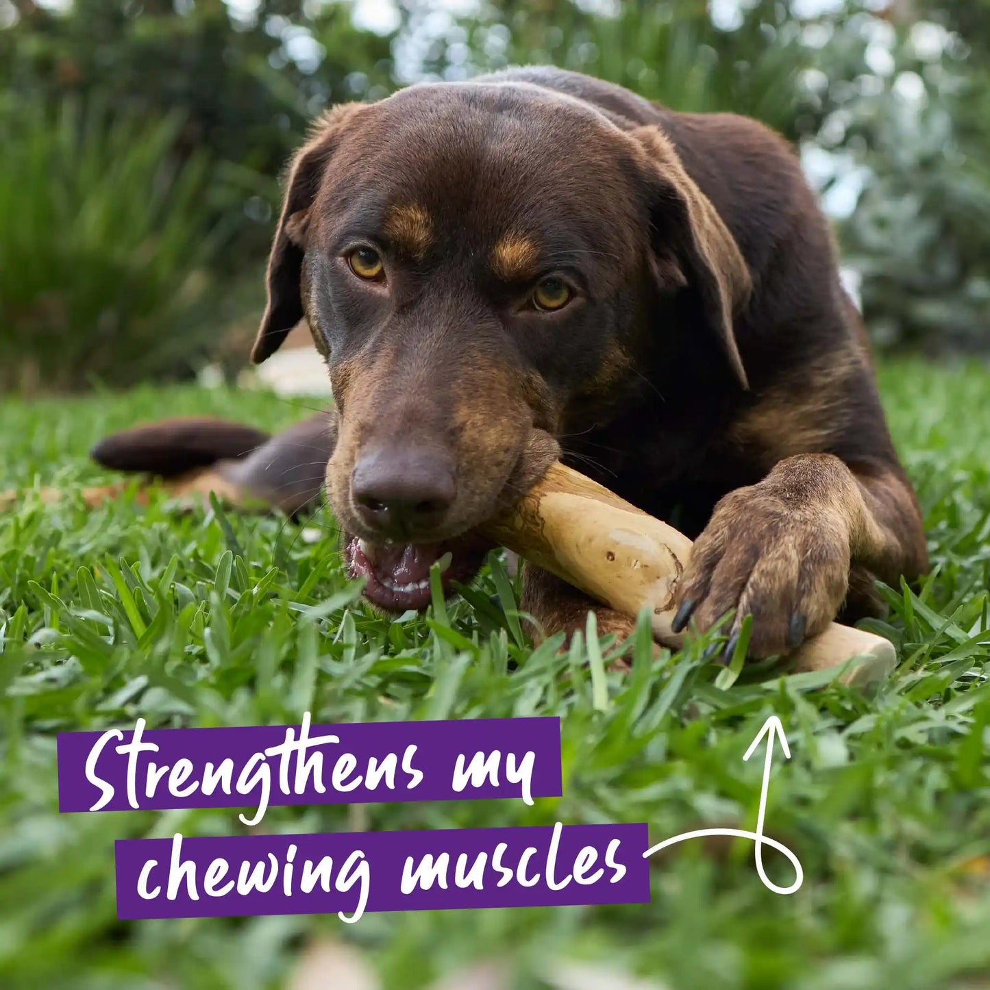 Dental Chew - Coffee Wood Stick