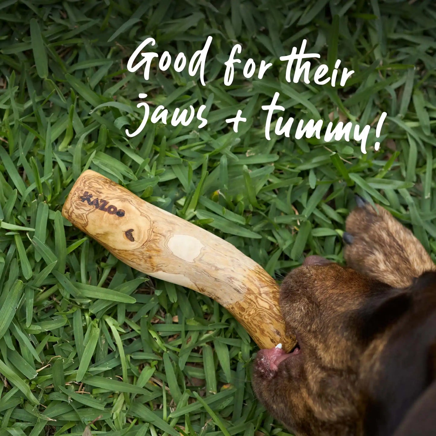 Dental Chew - Coffee Wood Stick