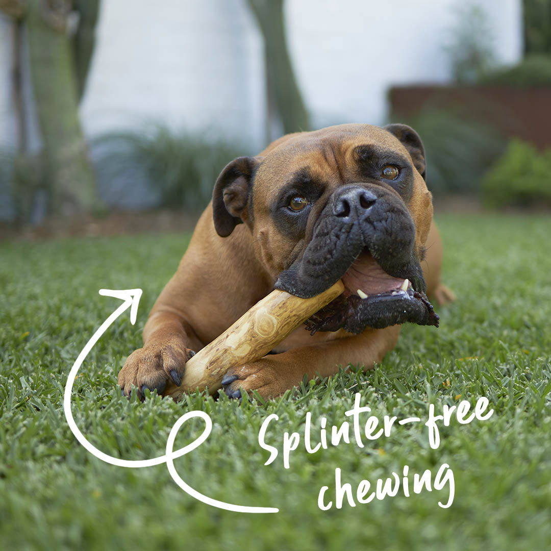 Dental Chew - Coffee Wood Stick