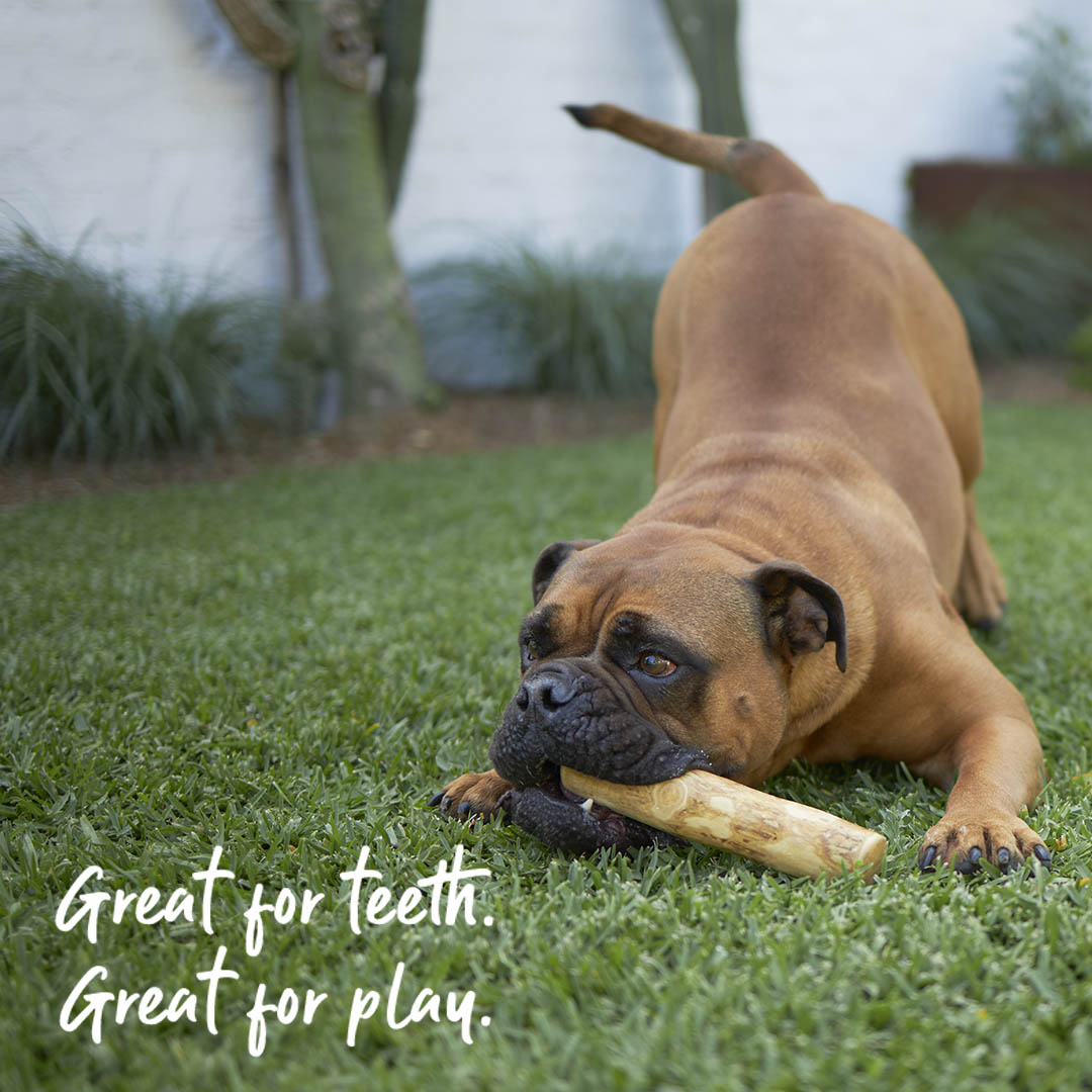 Dental Chew - Coffee Wood Stick