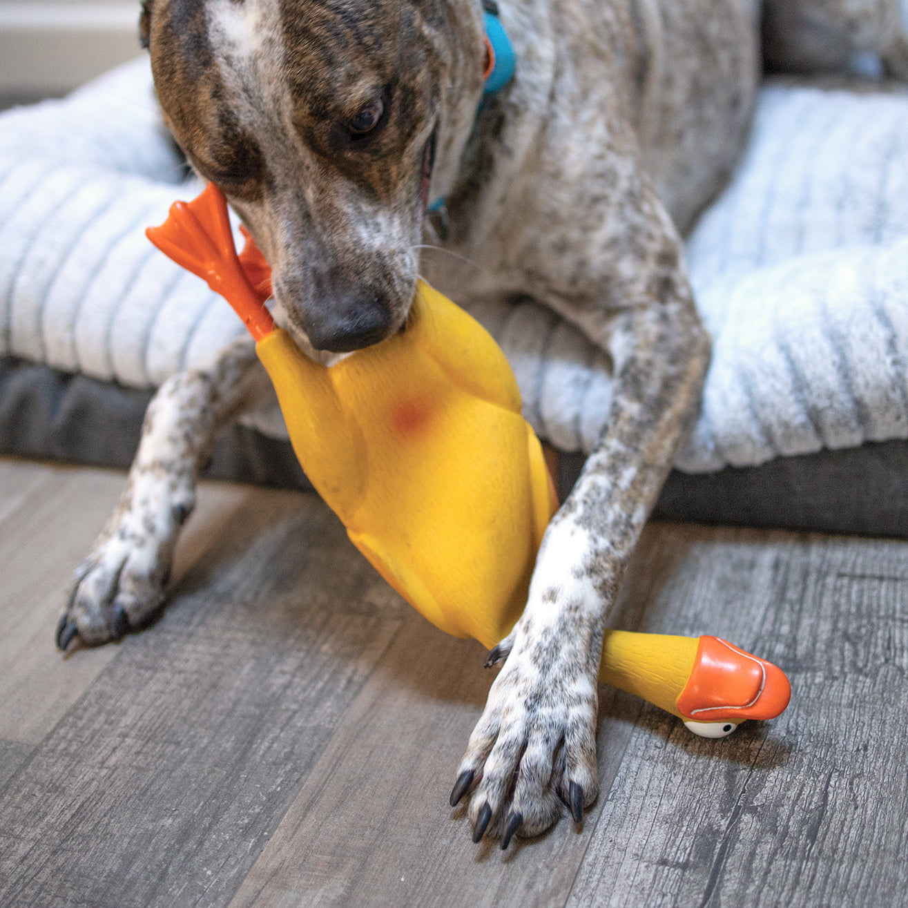 Dozy Duck Squeaky Dog Toy