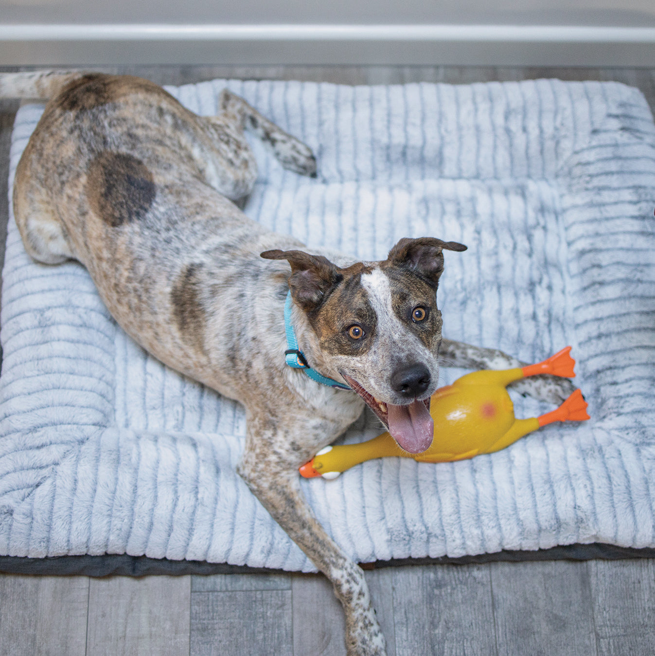 Dozy Duck Squeaky Dog Toy