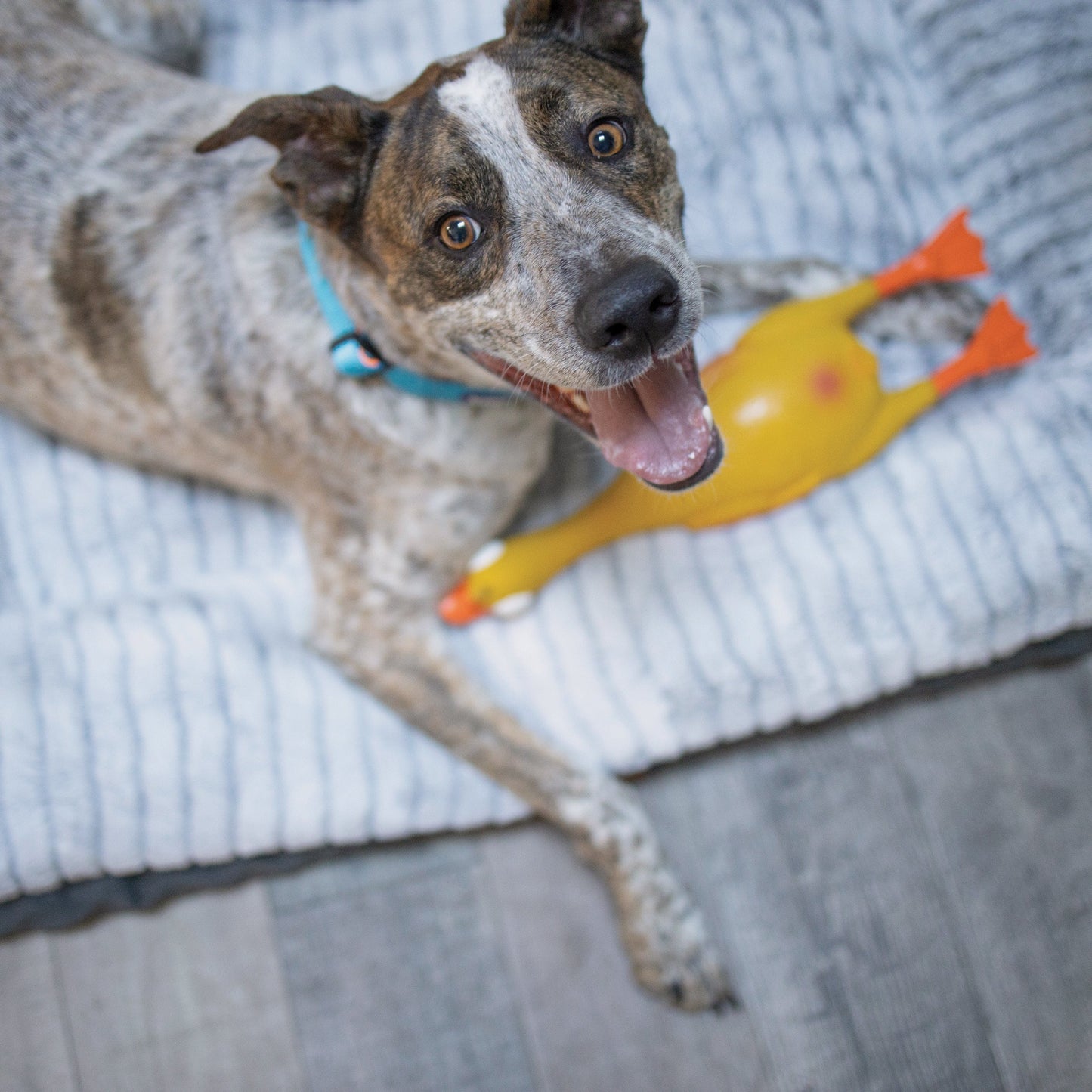 Dozy Duck Squeaky Dog Toy