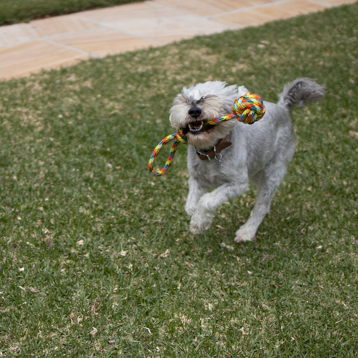 Braided Rope With Sling & Knot Ball DogToy