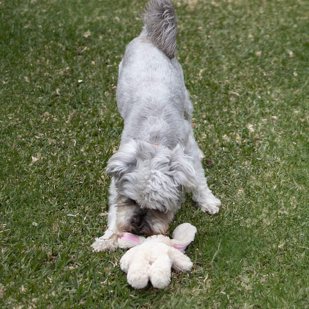 Furries - Long Ear Bunny