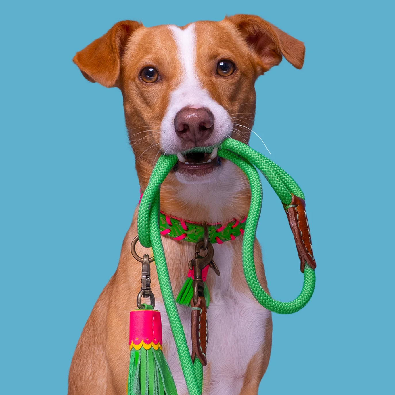 Apple Pie Dog Leash