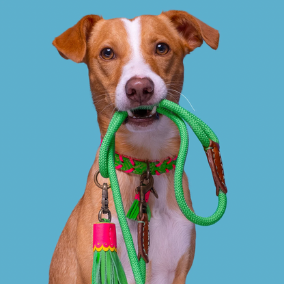 Apple Pie Dog Leash