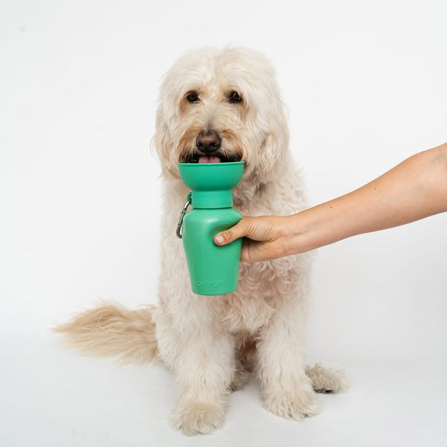 Flip Dog Travel Bottle - Springer Green