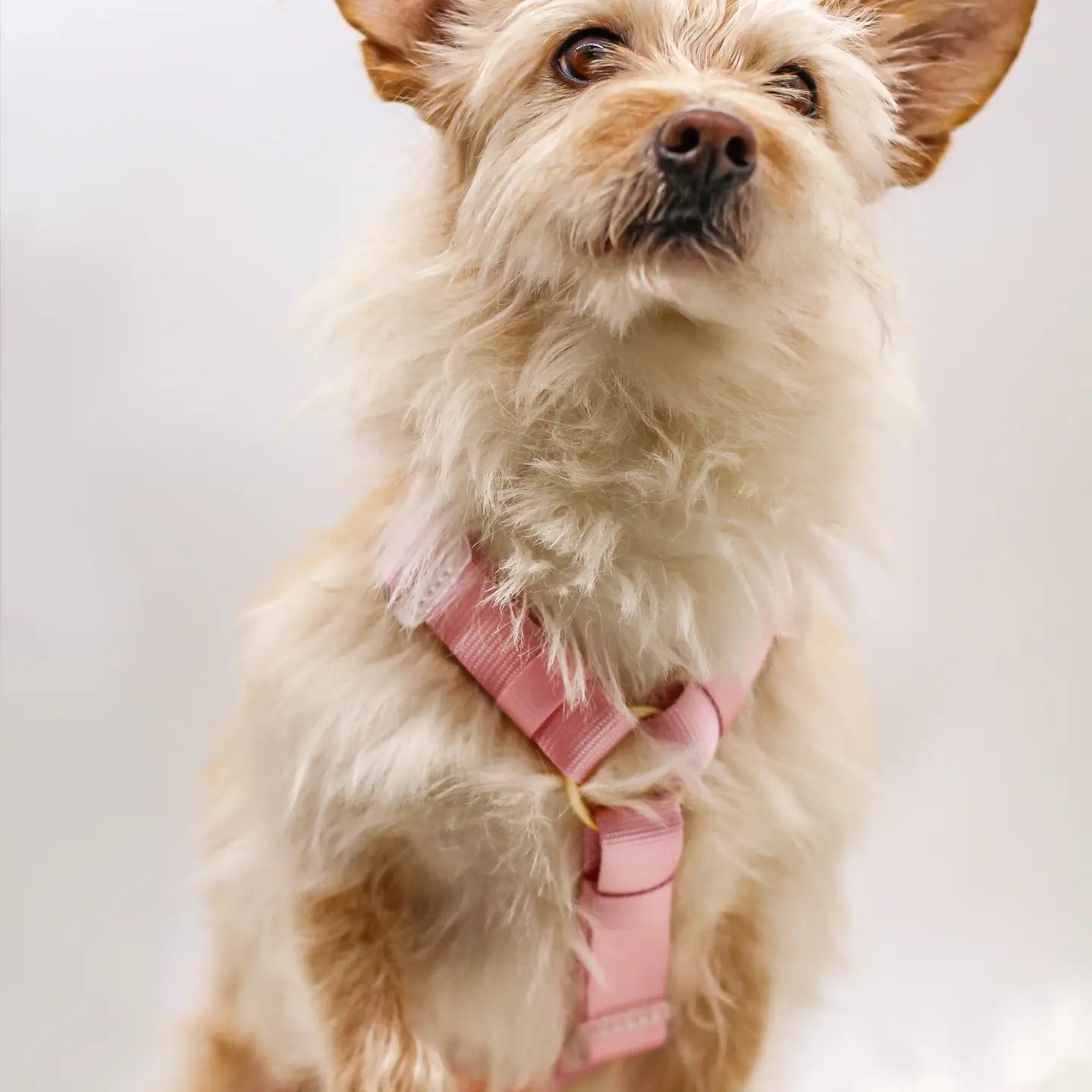 Dog Harness - Cloudberry