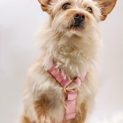 Dog Harness - Cloudberry