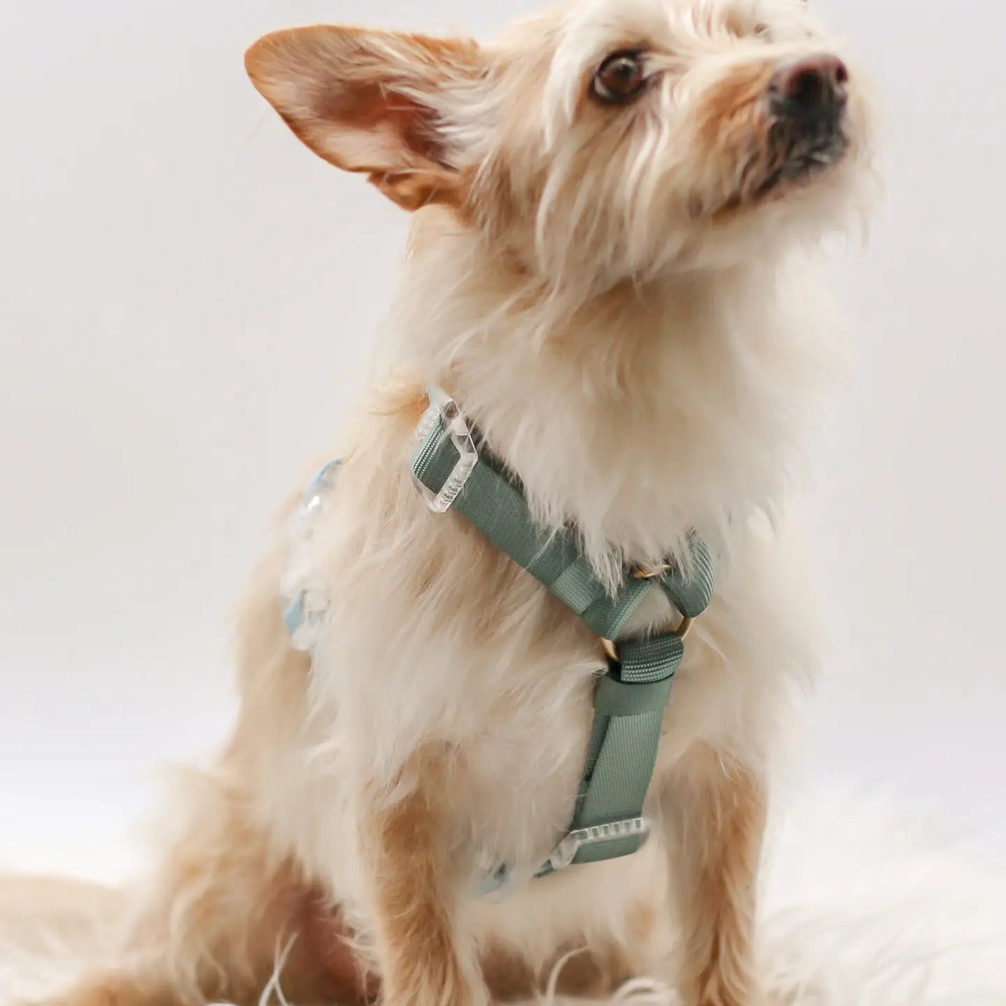 Dog Harness - Hunter Sky