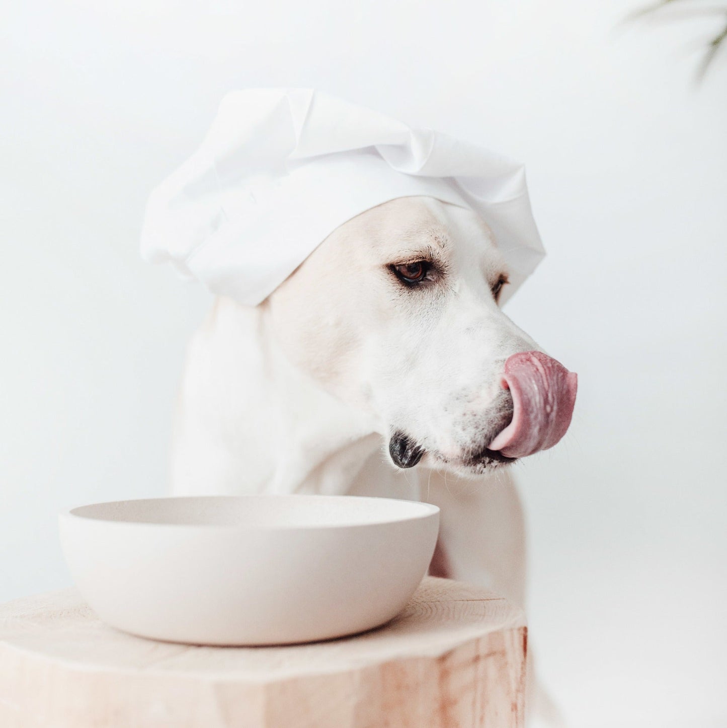 Bamboo Dog Bowl - Merengue