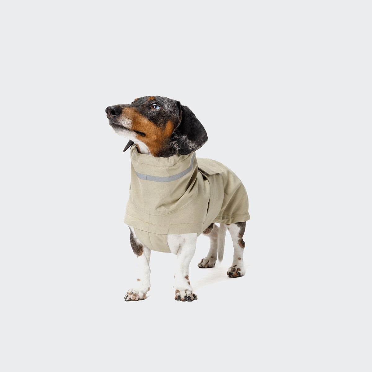 Cloud7 Raincoat DACHSHUND - Hamburg Ivory