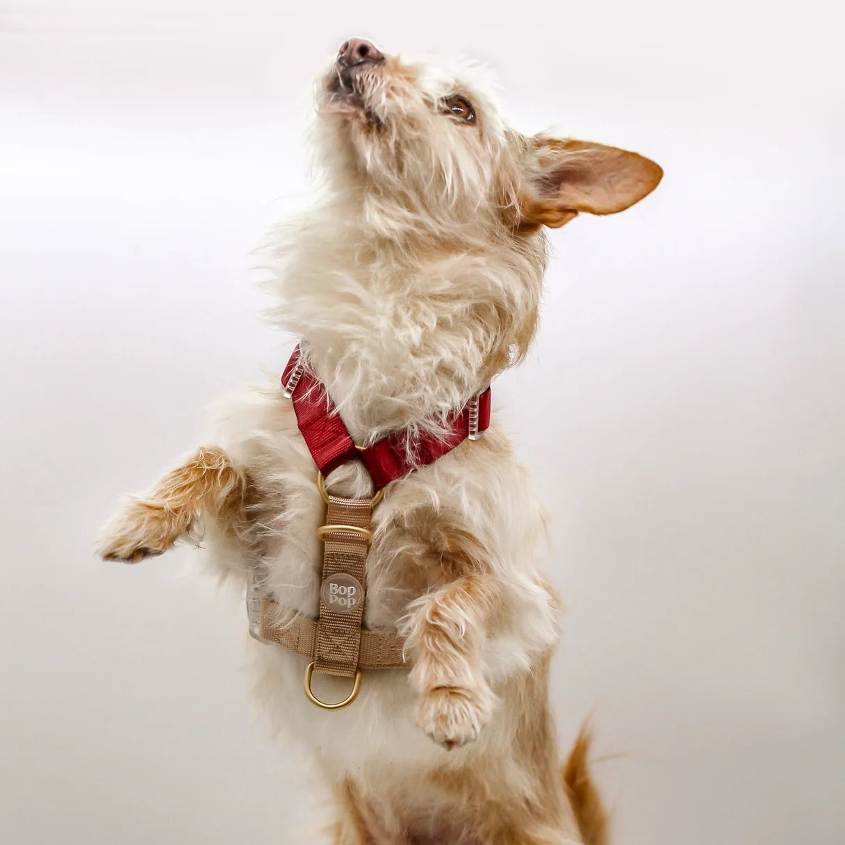 Dog Harness - Rosewood