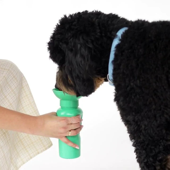 Travel Water Bottle - Springer Green