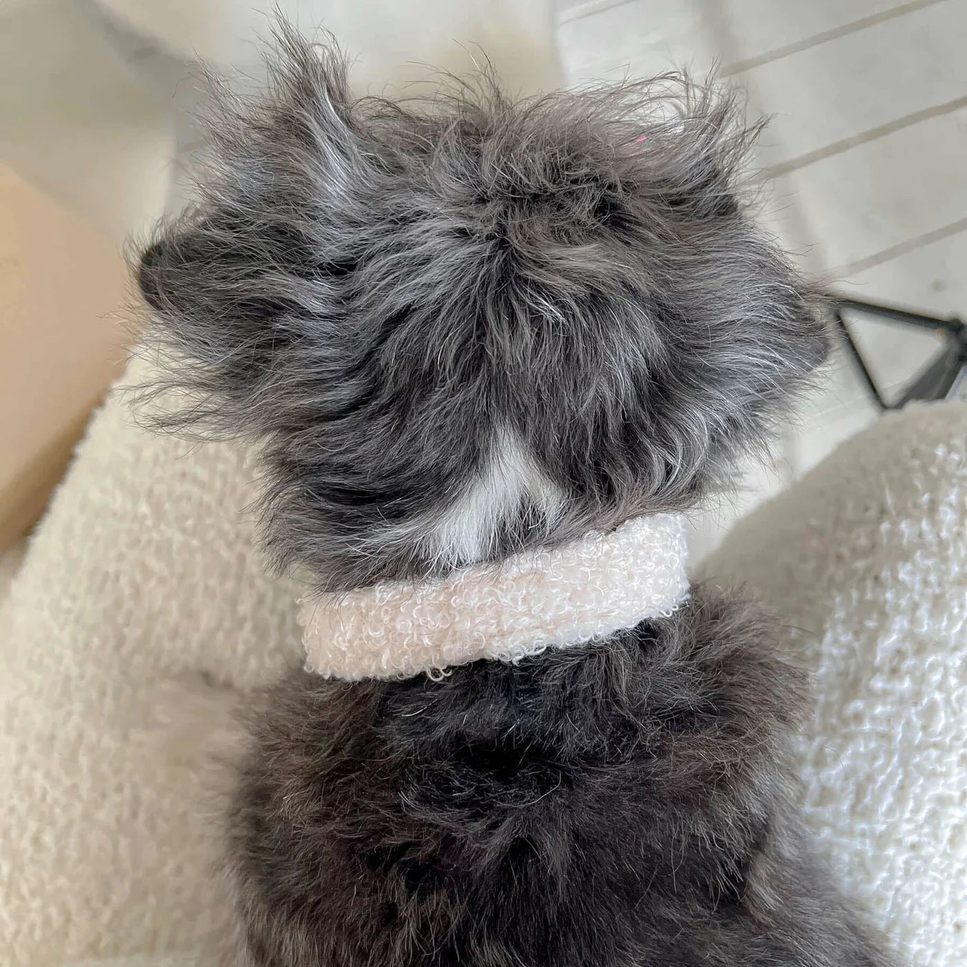 Collar Teddy - Cream