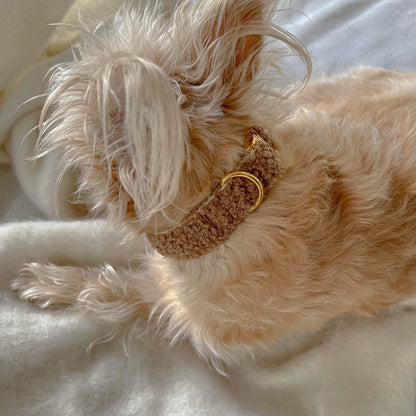 Collar Teddy - Tan