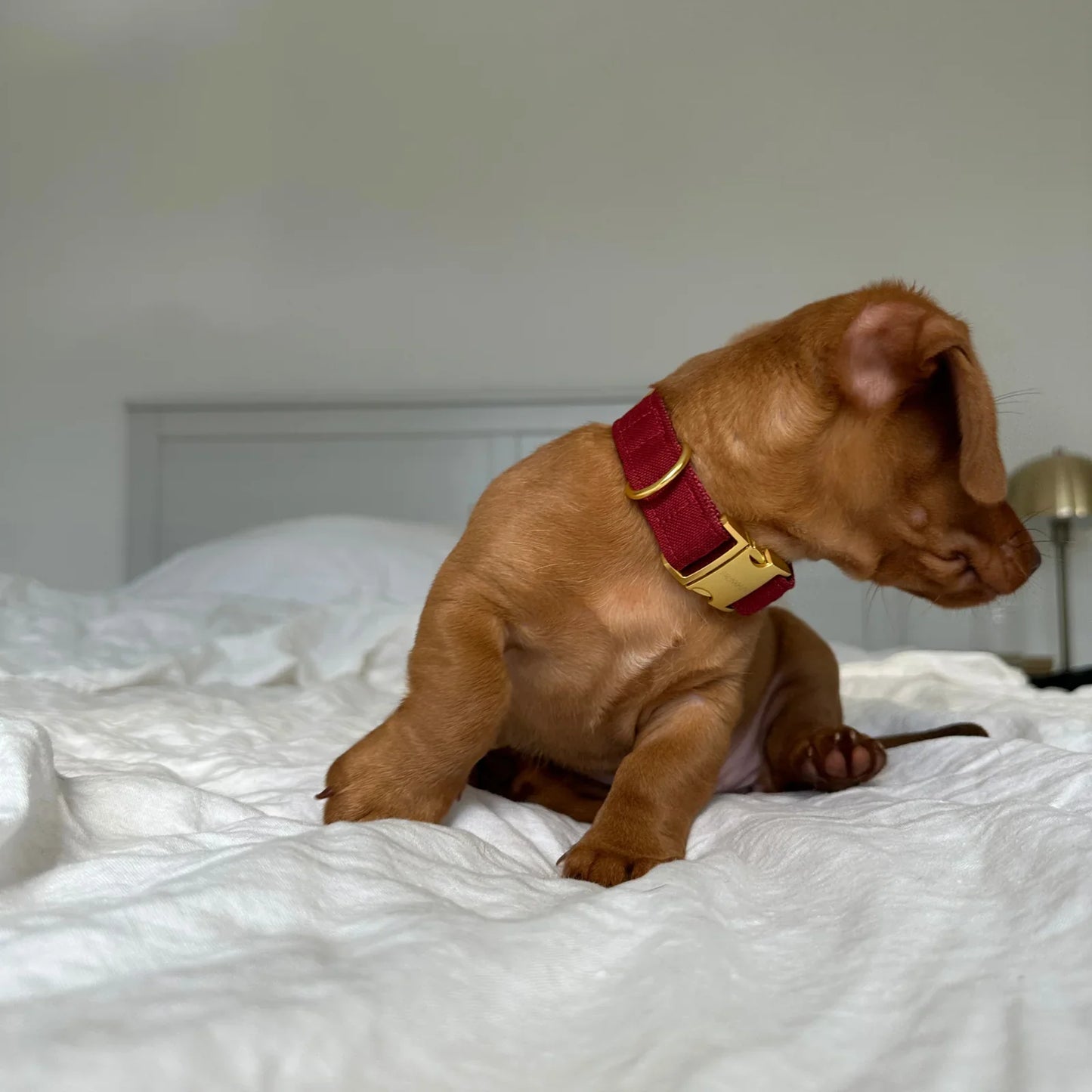 Collar Minimal - Wine