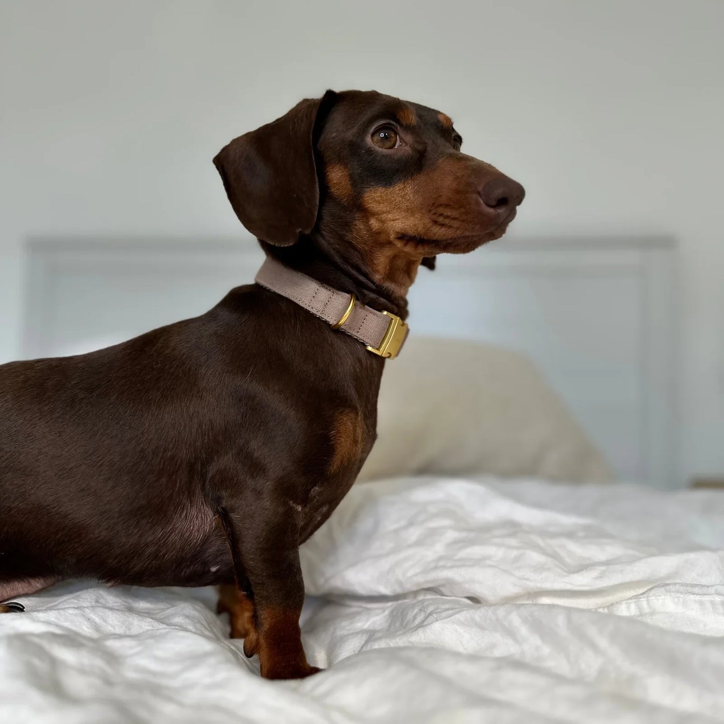 Collar Minimal - Tan