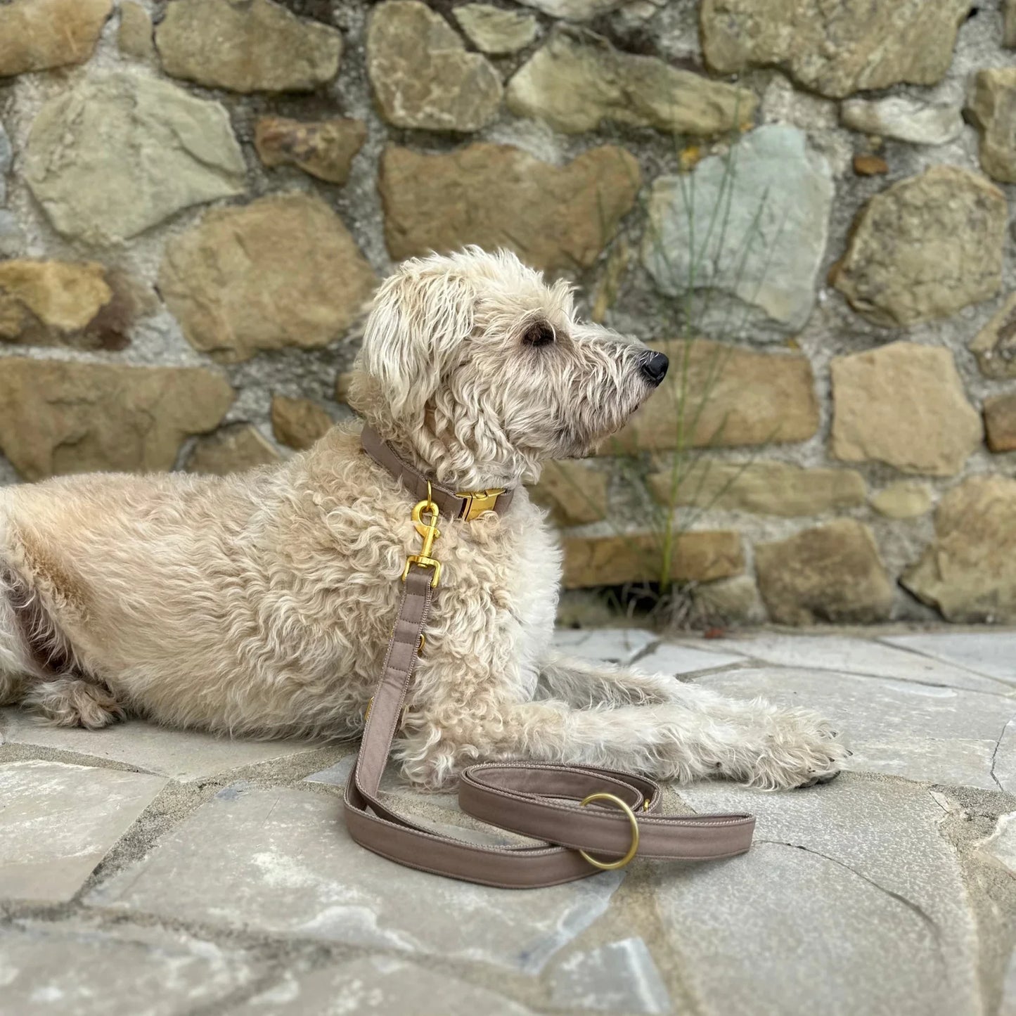 Collar Minimal - Tan