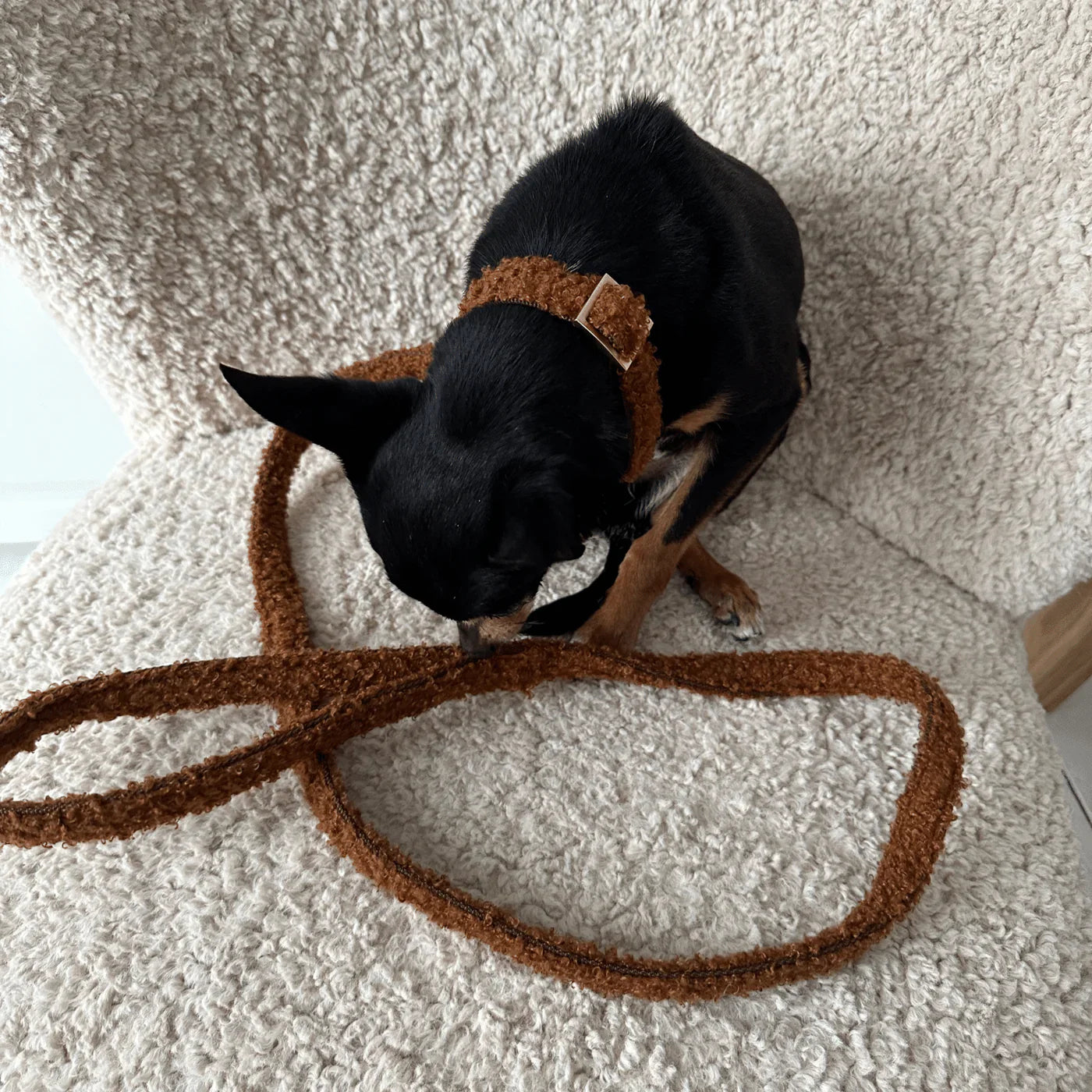 Collar Teddy - Caramel